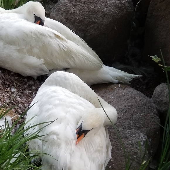 Meet your Posher, Jessie - Picture 3 of 4